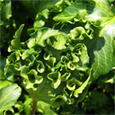 Hedera helix 'Hedgehog'